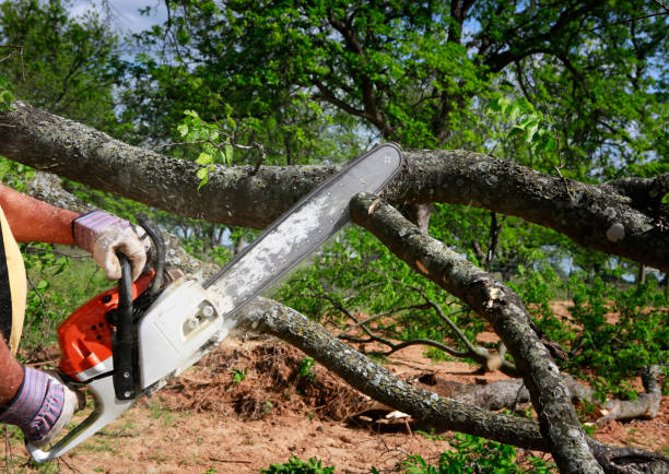 Best Tree Cabling and Bracing  in USA